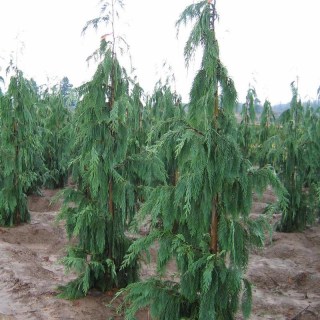 Кипарисовик нутканский Пендула (Chamaecyparis nootkatensis Pendula)