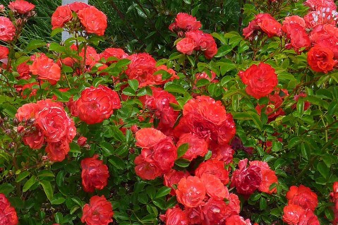 Роза Корал Дрифт (Coral Drift) 