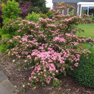 Дерен коуза Бени-Фуджи (Cornus kousa Beni-fuji)