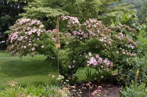 Cornus-kousa-Beni-Fuji-03