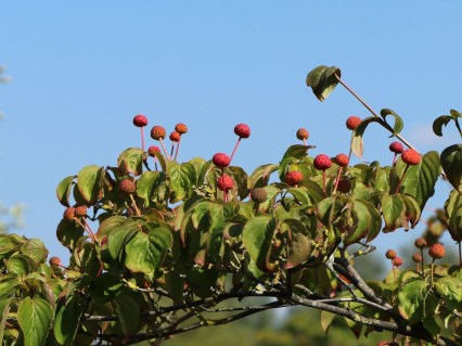 Cornus-kousa-Beni-Fuji-07