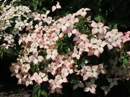 Дерен коуза Капучино (Cornus kousa Cappucino)