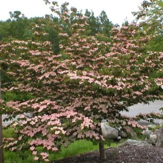 Cornus_kousa_Cappucino_03