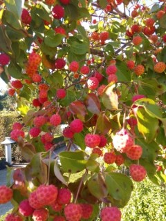 Cornus_kousa_Cappucino_07