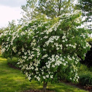 Cornus_kousa_China_Girl_01