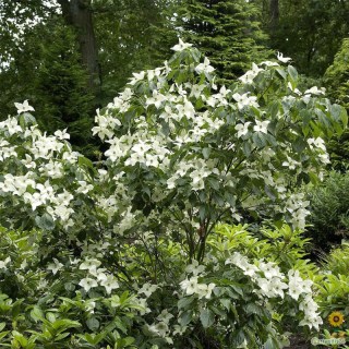 Cornus_kousa_China_Girl_03
