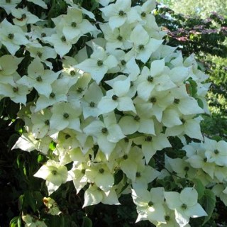Дерен коуза Чайна Герл (Cornus kousa China Girl) [60-80см, контейнер]