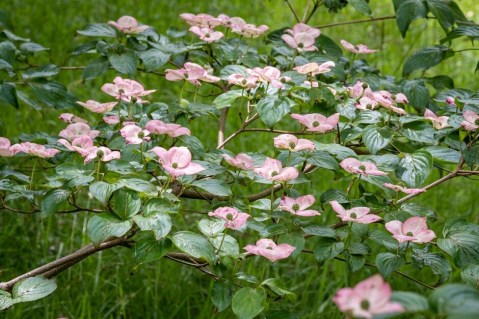 Cornus_kousa_Dwarf_Pink_03