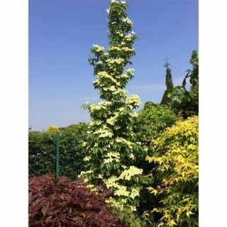 Cornus_kousa_Flower_Tower_01
