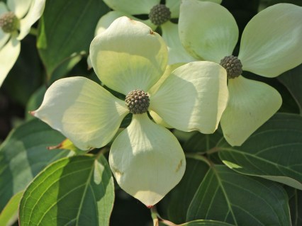 Cornus_kousa_Flower_Tower_04