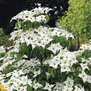 Дерен коуза Мілкі Вей (Cornus kousa Milky Way)