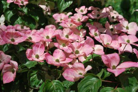 Cornus_kousa_Satomi_01