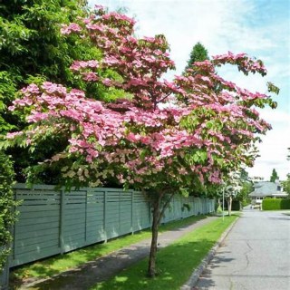 Cornus_kousa_Satomi_05