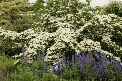Дерен коуза Шметтерлинг (Cornus kousa Schmetterlingt) [60-80см, контейнер]