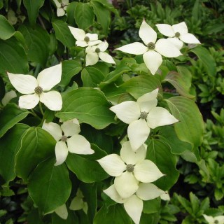 Cornus_kousa_Schmetterlingt_02