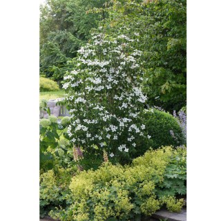 Cornus_kousa_Schmetterlingt_04