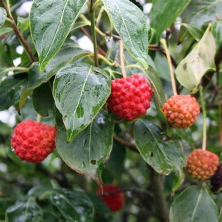 Cornus_kousa_Schmetterlingt_06