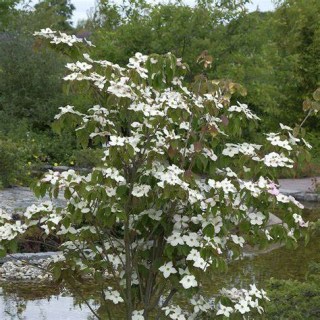 Cornus_kousa_Teutonia_01