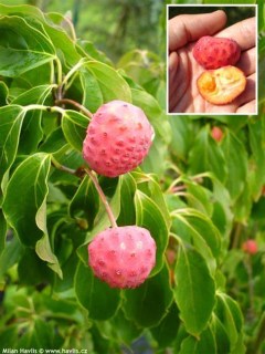 Cornus_kousa_Teutonia_04