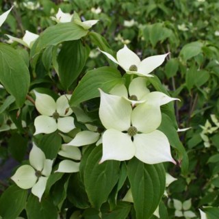 Cornus_kousa_Teutonia_05