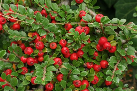 Cotoneaster_Dammeri_Major_01