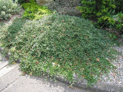 Cotoneaster_Dammeri_Major_02