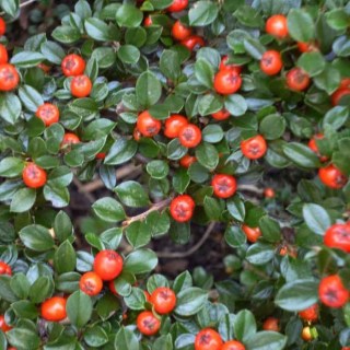 Cotoneaster_Dammeri_Major_03