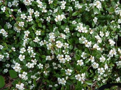 Cotoneaster_Dammeri_Major_05