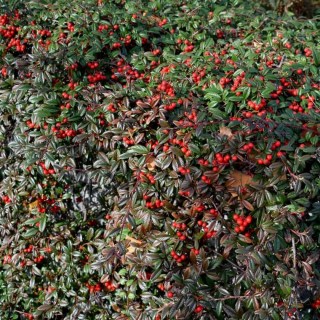Кизильник верболистий Парк Теппіч (Cotoneaster salicifolius Parkteppich)