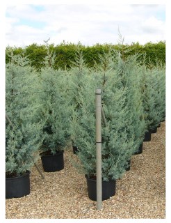 Cupressocyparis_Arizonica_fastigiata_03