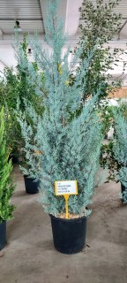 Cupressocyparis_Arizonica_fastigiata_04