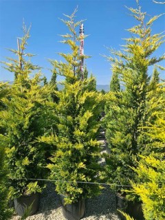 Cupressocyparis_leylandii_Gold_Rider-03