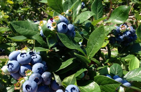 Cорт-голубики-садовой-«Чендлер»