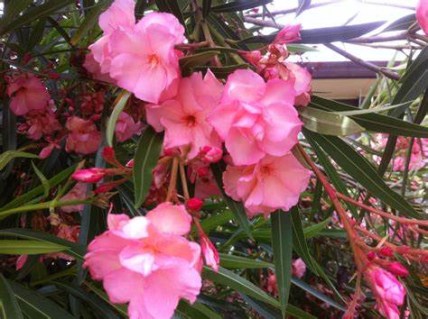 Олеандр Double Pink Dwarf 
