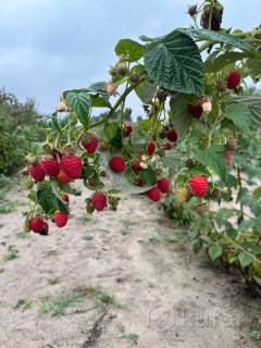 Driscoll-Maravilla-03