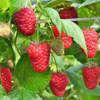 Driscoll-Maravilla-04