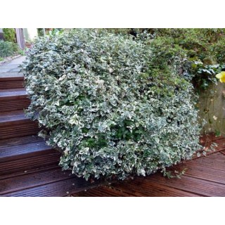 Euonymus-fortunei-Silver-Queen-03