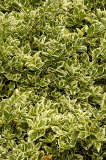 Euonymus_japonicus_Albomarginatus_02