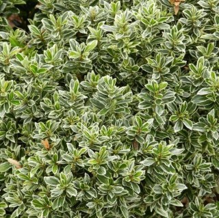 Euonymus_japonicus_Albomarginatus_03