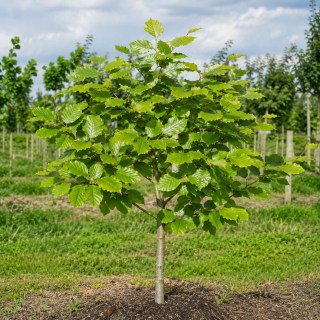 Бук обыкновенный (Fagus sylvatica)