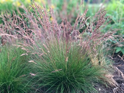 Festuca_Walberla_01