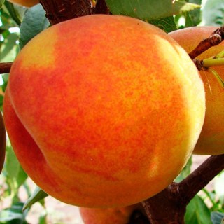 Персик Фламінго (Flamingo)