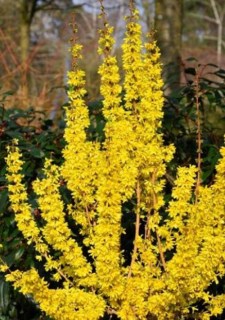 Forsythia-intermedia-Mikador1