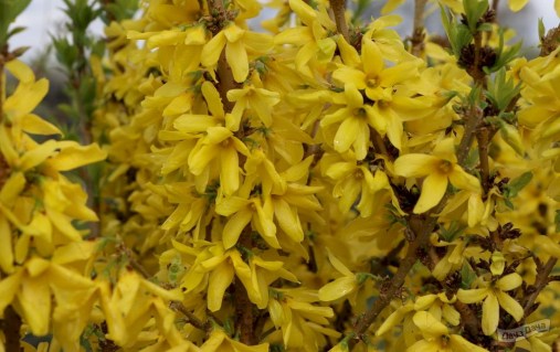 Forsythia-intermedia-Mikador2