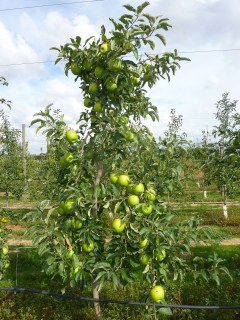 Granny-Smith-5