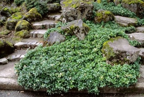 Пахізандра верхівкова Грін Карпет (Green Carpet)