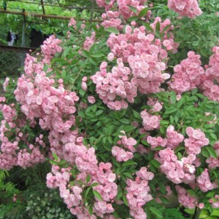 Троянда мускусна Хевенли Пінк (Heavenly Pink) [контейнер 2л.]