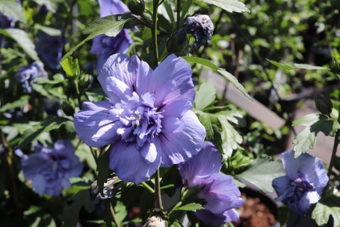 Гибискус сирийский Блю Шифон (Blue Chiffon)
