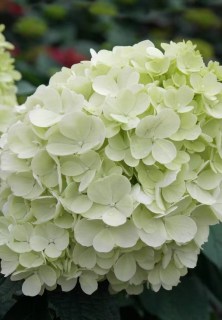 Hydrangea-Living-Summer-Breeze-02