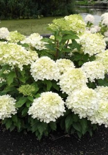 Hydrangea-Living-Summer-Breeze-03